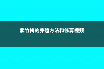 紫竹梅的养殖方法和注意事项 (紫竹梅的养殖方法和修剪视频)