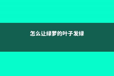 怎么让绿萝的叶子更绿，更茂盛 (怎么让绿萝的叶子发绿)