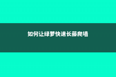 怎么让绿萝长藤，怎样养长藤快一点 (如何让绿萝快速长藤爬墙)