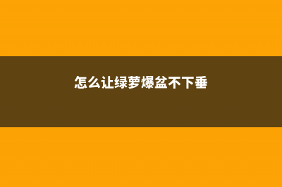 怎么让绿萝爆盆，放啥长得快 (怎么让绿萝爆盆不下垂)