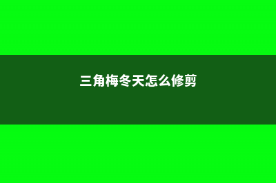 三角梅冬天怎么过冬 (三角梅冬天怎么修剪)