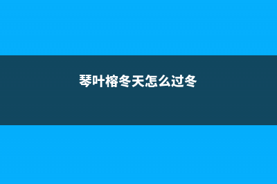 琴叶榕冬天怎么过冬，过冬技巧 (琴叶榕冬天怎么过冬)