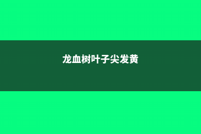 龙血树叶子尖发黄干枯怎么回事 (龙血树叶子尖发黄)