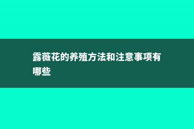 露薇花的养殖方法和注意事项 (露薇花的养殖方法和注意事项有哪些)