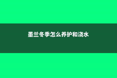 墨兰冬季怎么养，怎么浇水 (墨兰冬季怎么养护和浇水)