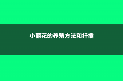 小丽花的养殖方法，和大丽花的区别 (小丽花的养殖方法和扦插)