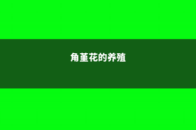 角堇的养殖方法和注意事项 (角堇花的养殖)