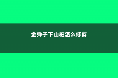 金弹子下山桩怎样才能养活，栽培技巧 (金弹子下山桩怎么修剪)