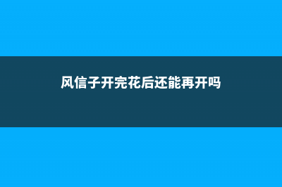 金弹子盆景怎么养护和过冬 (金弹子盆景怎么造型才好看)