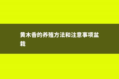 黄木香的养殖方法和注意事项 (黄木香的养殖方法和注意事项盆栽)