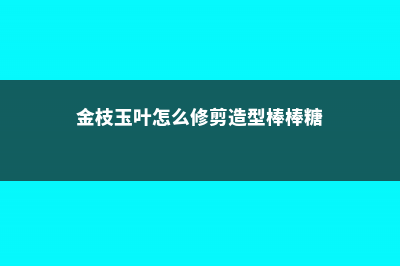 金枝玉叶怎么修剪，几月份修剪 (金枝玉叶怎么修剪造型棒棒糖)