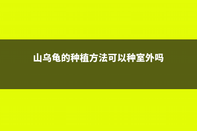 山乌龟的种植方法 (山乌龟的种植方法可以种室外吗)