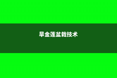 旱金莲如何养爆盆 (旱金莲盆栽技术)