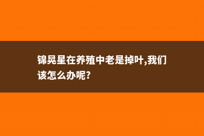 锦晃星怎么繁殖 (锦晃星在养殖中老是掉叶,我们该怎么办呢?)