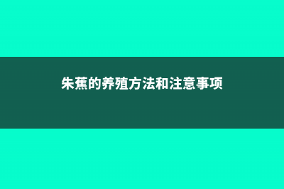 朱蕉的养殖方法 (朱蕉的养殖方法和注意事项)