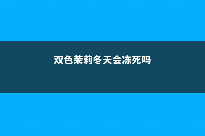 双色茉莉冬天怎么养 (双色茉莉冬天会冻死吗)