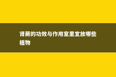 肾蕨的养殖方法 (肾蕨的功效与作用室里宜放哪些植物)