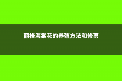 丽格海棠花的养殖方法 (丽格海棠花的养殖方法和修剪)