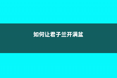 如何让君子兰开花 (如何让君子兰开满盆)