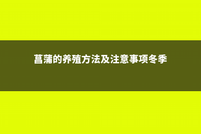 菖蒲的养殖方法及注意事项 (菖蒲的养殖方法及注意事项冬季)