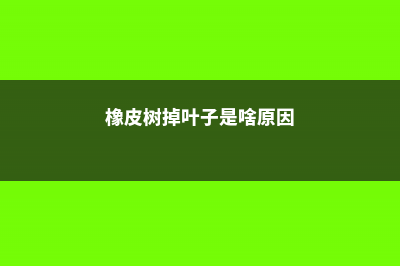 橡皮树掉叶子是怎么回事 (橡皮树掉叶子是啥原因)