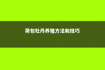 荷包牡丹养殖方法和注意事项 (荷包牡丹养殖方法和技巧)