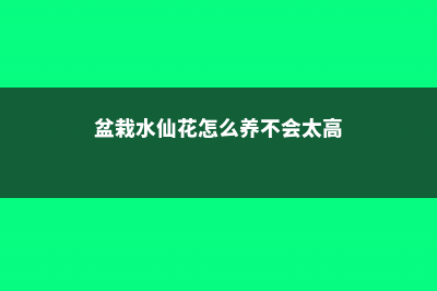 盆栽水仙花如何过冬，水仙花冬天会被冻死吗 (盆栽水仙花怎么养不会太高)