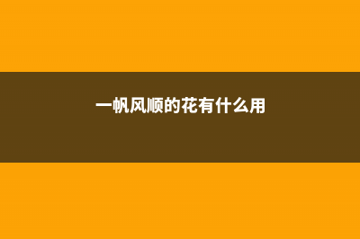 一帆风顺花安全越冬的方法，一帆风顺冬季会开花吗 (一帆风顺的花有什么用)