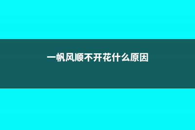 一帆风顺不开花怎么办，不开花的原因 (一帆风顺不开花什么原因)