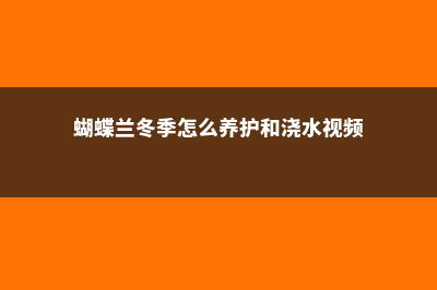 蝴蝶兰冬季怎么浇水，怎么保温 (蝴蝶兰冬季怎么养护和浇水视频)