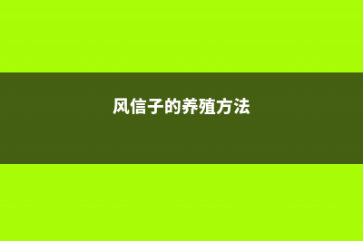 风信子的养殖方法与注意事项，风信子的图片 (风信子的养殖方法)