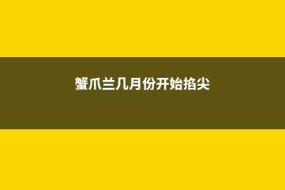 蟹爪兰几月份开花，开花期间的养护方法介绍 (蟹爪兰几月份开始掐尖)