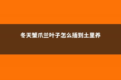 冬天蟹爪兰叶子发软怎么办，叶子变薄变软了 (冬天蟹爪兰叶子怎么插到土里养)