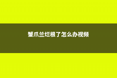 蟹爪兰烂根了怎么回事，蟹爪兰烂根用什么药 (蟹爪兰烂根了怎么办视频)