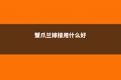 蟹爪兰嫁接用什么砧木，蟹爪兰嫁接时间和方法 (蟹爪兰嫁接用什么好)