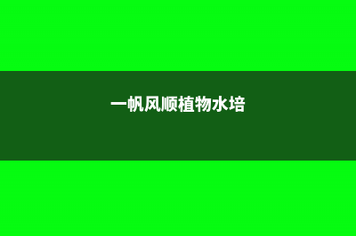 一帆风顺水培冬天怎么养，冬季会冻死吗 (一帆风顺植物水培)