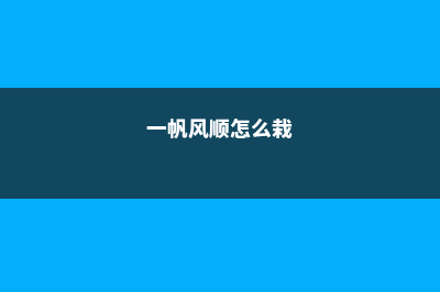 一帆风顺播种步骤，一帆风顺其他的繁殖方法 (一帆风顺怎么栽)