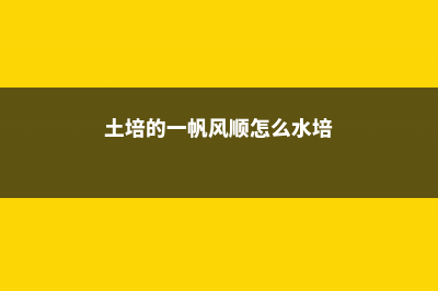 土培的一帆风顺怎么养，土培一帆风顺好吗 (土培的一帆风顺怎么水培)