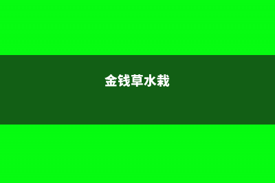 金钱草水养方法，金钱草水养烂根怎么办 (金钱草水栽)