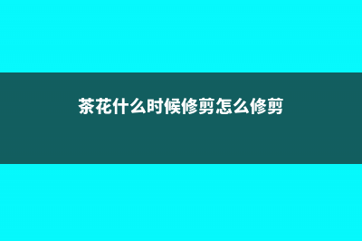 茶花什么时候修剪，茶花修剪时间和方法 (茶花什么时候修剪怎么修剪)