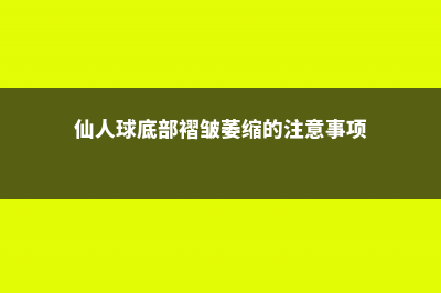 仙人球底部褶皱萎缩 (仙人球底部褶皱萎缩的注意事项)