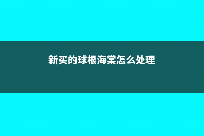 新买的球根海棠怎么养 (新买的球根海棠怎么处理)