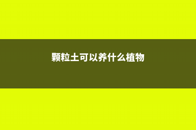 全部用颗粒土养兰花好吗，泥炭土可以种兰花吗 (颗粒土可以养什么植物)