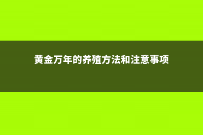 新买的黄金万年草怎么养 (黄金万年的养殖方法和注意事项)