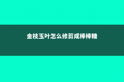 金枝玉叶怎么修剪造型，修剪方法图解 (金枝玉叶怎么修剪成棒棒糖)