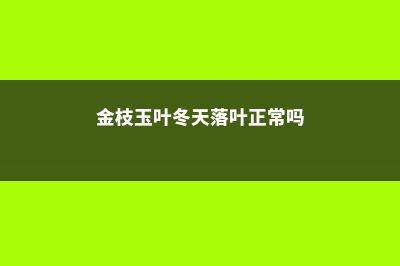 金枝玉叶冬天落叶子吗，冬天掉叶子怎么办 (金枝玉叶冬天落叶正常吗)