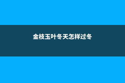 金枝玉叶冬天怎样浇水，冬天可以剪枝吗 (金枝玉叶冬天怎样过冬)