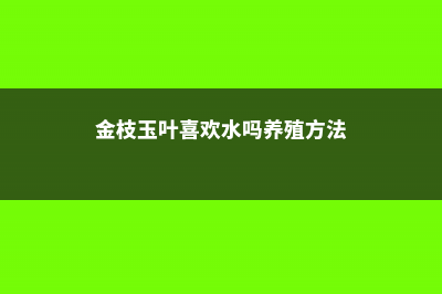 金枝玉叶喜欢水吗，喜欢什么样的土壤 (金枝玉叶喜欢水吗养殖方法)