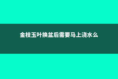 金枝玉叶换盆注意事项，金枝玉叶换盆用修根吗 (金枝玉叶换盆后需要马上浇水么)