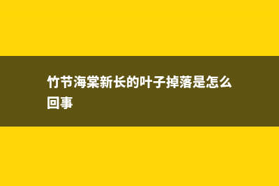 新买的竹节海棠怎么养 (竹节海棠新长的叶子掉落是怎么回事)